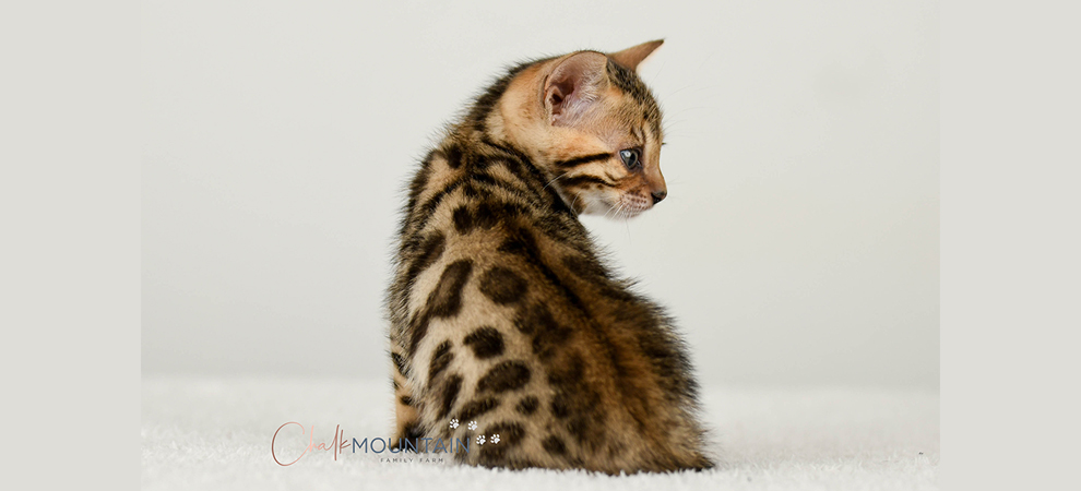 Bengal kitten for sale